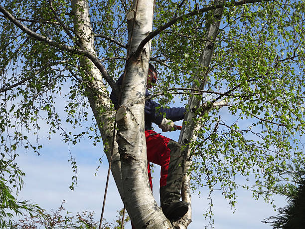 Trusted Malvern, AL Tree Services Experts