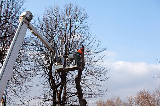 How Our Tree Care Process Works  in  Malvern, AL