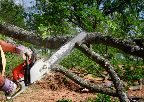 Best Tree Cabling and Bracing  in Mvern, AL